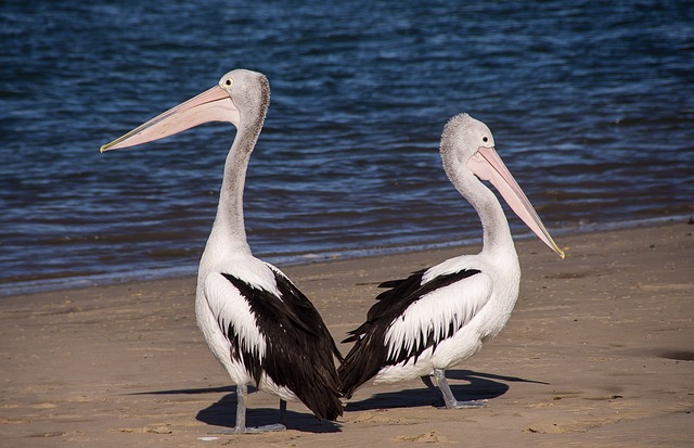 Pelicans on QLD beach holiday