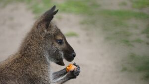 kangaroo, zoo