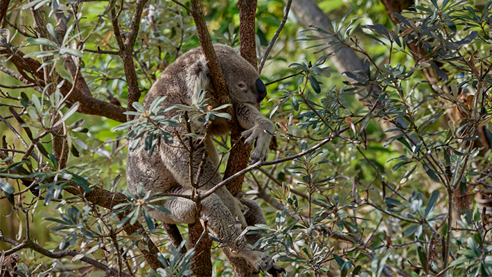 koala at taronga wildlife retreat